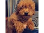 Poodle (Toy) Puppy for sale in Santa Cruz, CA, USA