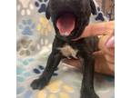 Cane Corso Puppy for sale in Laveen, AZ, USA