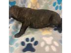 Cane Corso Puppy for sale in Laveen, AZ, USA