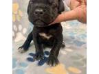Cane Corso Puppy for sale in Laveen, AZ, USA