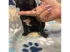 Cane Corso Puppy for sale in Laveen, AZ, USA