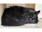 Adopt CHACHI a Domestic Long Hair