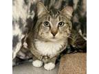 Adopt Tiger a Domestic Short Hair