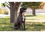 Adopt Yogi a Great Dane, Staffordshire Bull Terrier