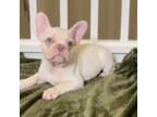 French Bulldog Puppy for sale in Palmdale, CA, USA