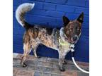 Adopt Winston a Australian Cattle Dog / Blue Heeler