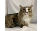 Adopt Alfie a Domestic Long Hair