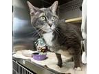 Adopt Yoshi a Domestic Short Hair