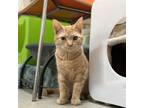 Adopt Georgie a Domestic Short Hair