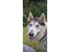 Adopt Kato a Siberian Husky