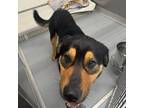 Adopt Buck a Rottweiler