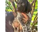 German Shorthaired Pointer Puppy for sale in Sulphur Springs, TX, USA