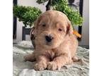 Goldendoodle Puppy for sale in Hesperia, CA, USA
