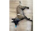 Adopt HUMPHREY a Belgian Shepherd / Malinois