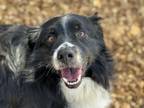 Adopt LUCAS a Australian Shepherd