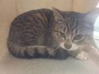Adopt BARN CAT SCULLY a Domestic Short Hair