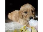 Goldendoodle Puppy for sale in Yellville, AR, USA