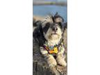 Adopt Wallis a Lhasa Apso, Dachshund