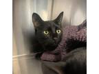 Adopt Ember a Domestic Short Hair