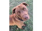 Adopt Nestle a Labrador Retriever, Pit Bull Terrier