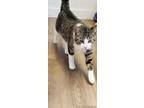 Adopt Ziggy a Domestic Short Hair, Tabby