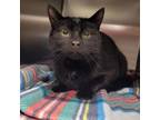 Adopt Onyx a Domestic Short Hair