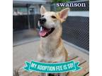 Adopt Swanson a Mixed Breed