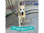 Adopt Swanson a Mixed Breed