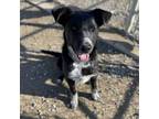 Adopt Winston a Mixed Breed, Australian Cattle Dog / Blue Heeler