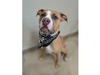 Adopt NIKE a Pit Bull Terrier