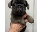 French Bulldog Puppy for sale in Hollow Rock, TN, USA