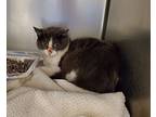 Pat, Domestic Shorthair For Adoption In Taylor, Michigan