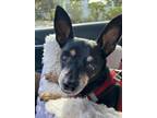 Professor, Miniature Pinscher For Adoption In Pompano Bch, Florida