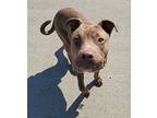 Axel, American Staffordshire Terrier For Adoption In Taylor, Michigan