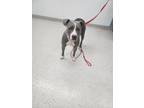 Honey Buns, American Pit Bull Terrier For Adoption In Indianapolis, Indiana