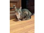 Cooper, Domestic Shorthair For Adoption In Olyphant, Pennsylvania