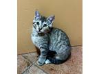 Jilly (jelly), Domestic Shorthair For Adoption In Cottonwood, Arizona