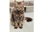 Alvin, Domestic Longhair For Adoption In Cumberland, Maine