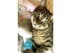 Shade, Domestic Shorthair For Adoption In Thornhill, Ontario