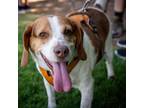 Adopt Peanut - Claremont Location a Beagle