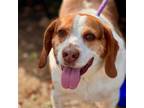 Adopt Peanut- Chino Hills Location a Beagle