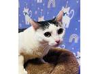 Lulu, Domestic Shorthair For Adoption In Wintersville, Ohio