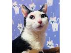 Slappy, Domestic Shorthair For Adoption In Wintersville, Ohio