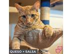 Salsa (bonded With Queso), Domestic Shorthair For Adoption In Toronto, Ontario