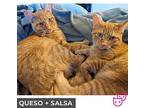 Queso (bonded With Salsa), Domestic Shorthair For Adoption In Toronto, Ontario