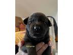 Adrienne - Dreamy Pup, Labrador Retriever For Adoption In San Diego, California