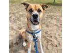 Adopt Rocky a Boxer