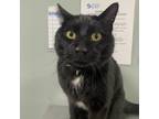 Brook, Domestic Shorthair For Adoption In Menands, New York