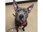 Adopt Dobby a Pit Bull Terrier, Husky