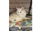 Snowball, Domestic Mediumhair For Adoption In Lowell, Massachusetts